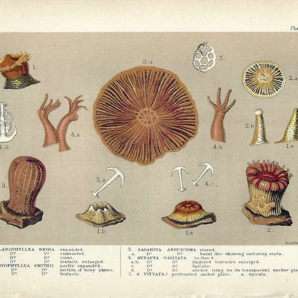 1899 Antique Print | Royal Cup Coral, Smith's Cup Coral, Sagartia Anguicoma - Coral Species in Detail | Old Nautical Lithograph | Glaucus