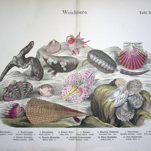 Könnte beinhalten: Eine Sammlung verschiedener Muscheln, darunter eine große Jakobsmuschel mit rosa und weißen Streifen, eine kleinere Jakobsmuschel mit rosa und weißem Muster und eine Gruppe von Austernmuscheln. Die Muscheln sind auf einem Bett aus Seegras und Steinen angeordnet.