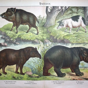 May include: An illustrated print depicting four animals: a wild boar, a pig, a tapir, and a hippopotamus. The animals are shown in a natural setting with foliage and water. The print is labelled with the scientific names of each animal.