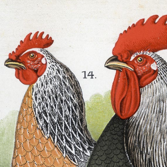 Rare Antique Poultry Print by Jean Bungartz (1886) | Exotic