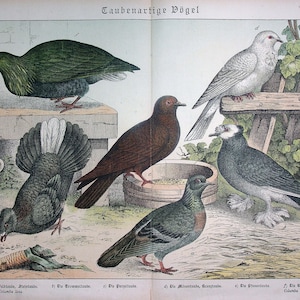 Puede incluir: Una ilustración de siete tipos diferentes de palomas, incluyendo la paloma de Nicobar, la paloma común y la paloma coronada. La ilustración es de un libro antiguo sobre pájaros.