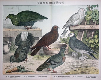 Rock Dove (Columba livia), Nicobar Pigeon (Columba nicobarensis) | 1886 Classic Colored Lithograph | Pigeons Art | Naturgeschichte, Shubert
