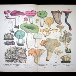 Hand colored Fungi Print 1885 - Fünfstück | Chanterelle (Cantharellus cibarius), Green-cracking Russula (Russula virescens) | Antique Mushrooms Lithograph Art