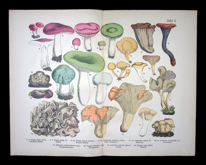 Hand colored Fungi Print 1885 - Fünfstück | Chanterelle (Cantharellus cibarius), Green-cracking Russula (Russula virescens) | Antique Mushrooms Lithograph Art