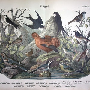 1886 Antika sångfågellitografi inkl. Nattskärra (Caprimulgus europaeus) - Gammalfärgat sångfågeltryck, Rödstjärt, Gök, Svala, Näktergal