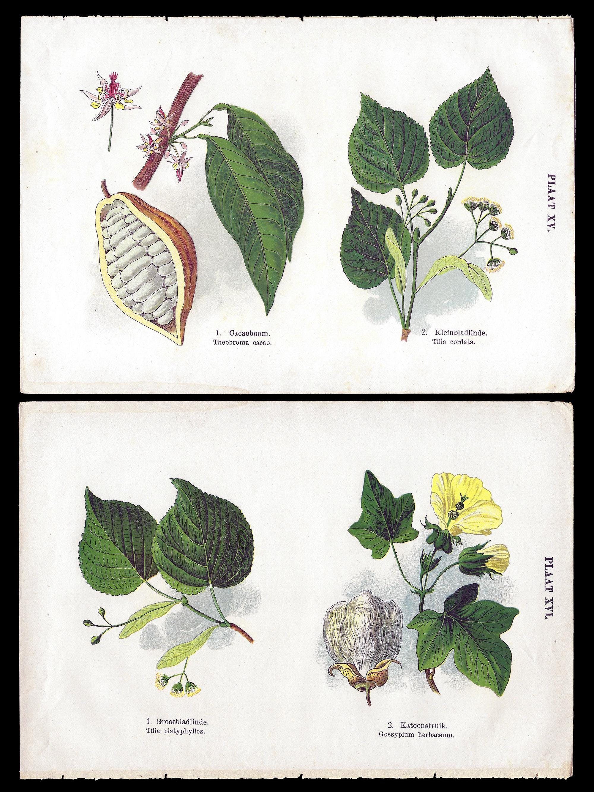 GRAINES - Cotonnier Herbacé (Gossypium Herbaceum) - Monde Végétal
