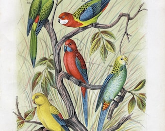Rare Antique Ornithology Print by Jean Bungartz (1886) | Rosellas and Parakeets | Large Colored Parrot Lithograph: The Bird World