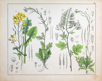 1859 | Oudemans | Original Hand-Colored Engraving - Wild Turnip (Brassica rapa), Wild Mustard (Sinapis arvensis) | The Flora of the Netherlands