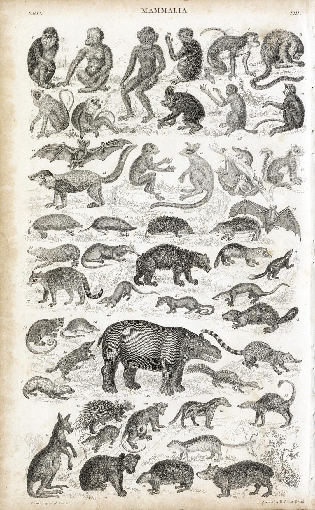 Antique 1858 Engraving – Mammals: Apes, Bats, Marsupials & More