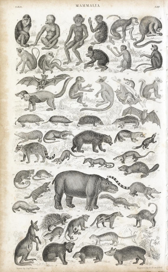 洋書 CLASSIC NATURAL HISTORY PRINTS MAMMALS Antique 1858 Engraving – Mammals: Apes, Bats, Marsupials & More
