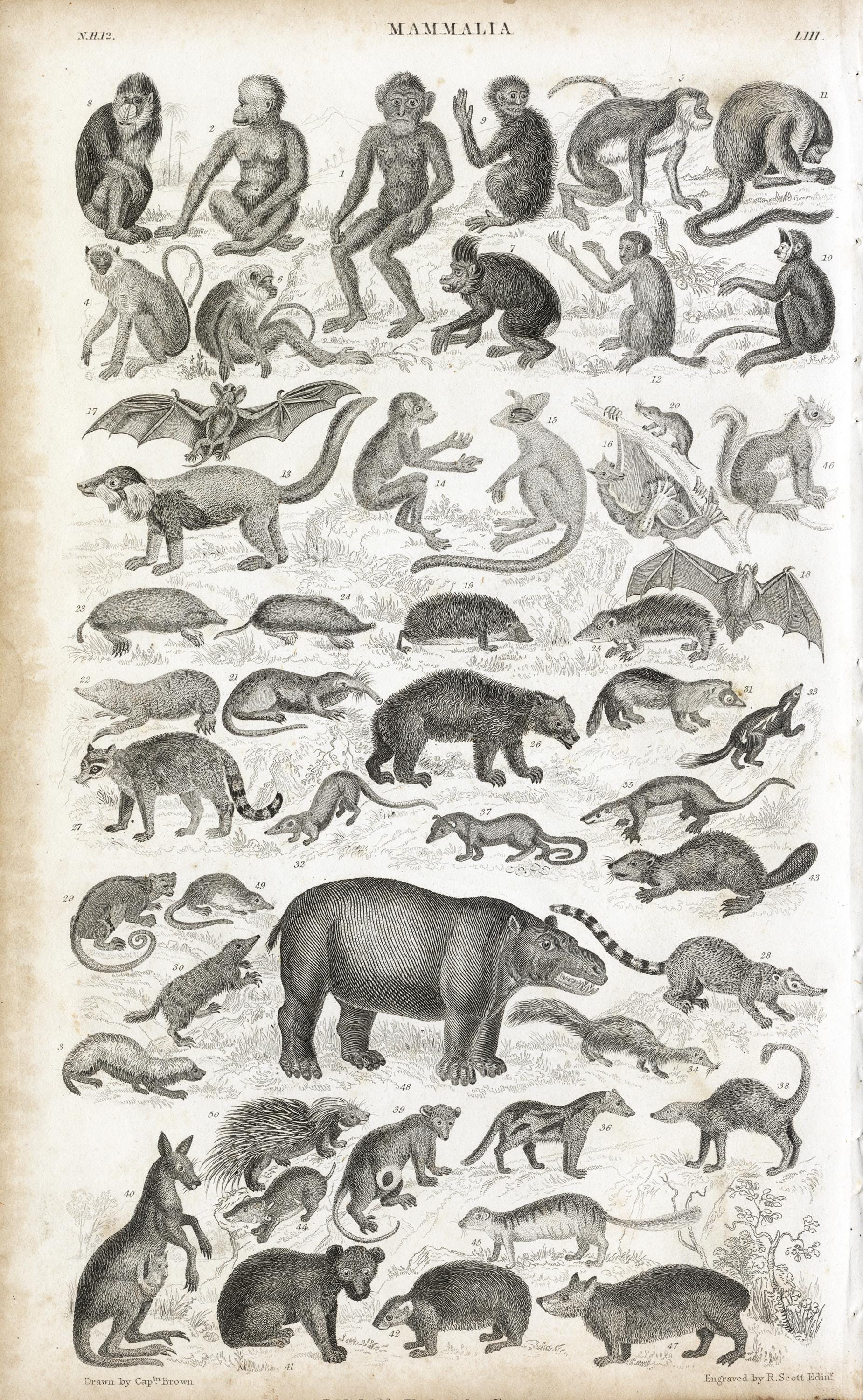 洋書 CLASSIC NATURAL HISTORY PRINTS MAMMALS The Rise and Reign of the Mammals: A New History, from the Shadow