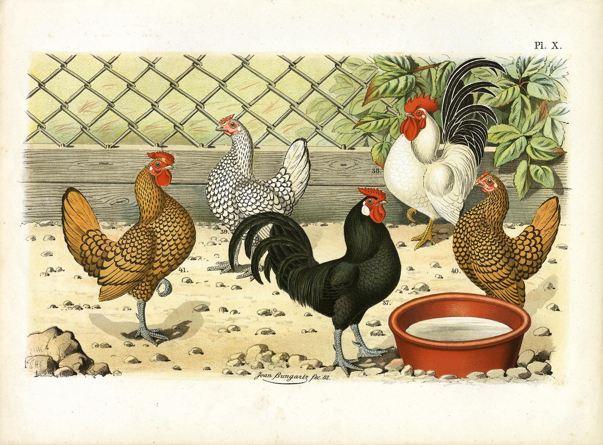 Antique Poultry Print by Jean Bungartz (1886) | Sebright Hens, Bantam Rooster, Pencilled Breeds | Lithograph from De Vogelwereld