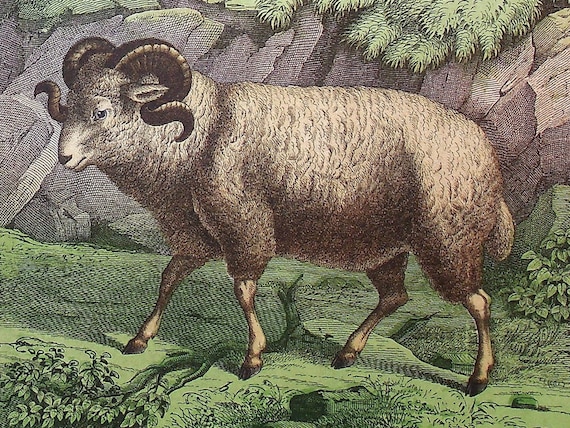 家畜の羊（Ovis aries）、ムフロン（Ovis musimon） | 1886年