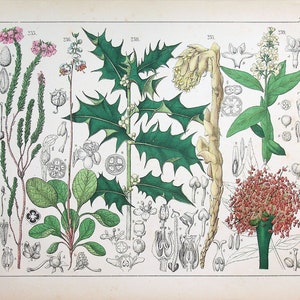 May include: A vintage botanical illustration featuring various plants, including holly, a parasitic plant, and a flowering plant with red blossoms. The illustration is labeled with numbers and scientific names.