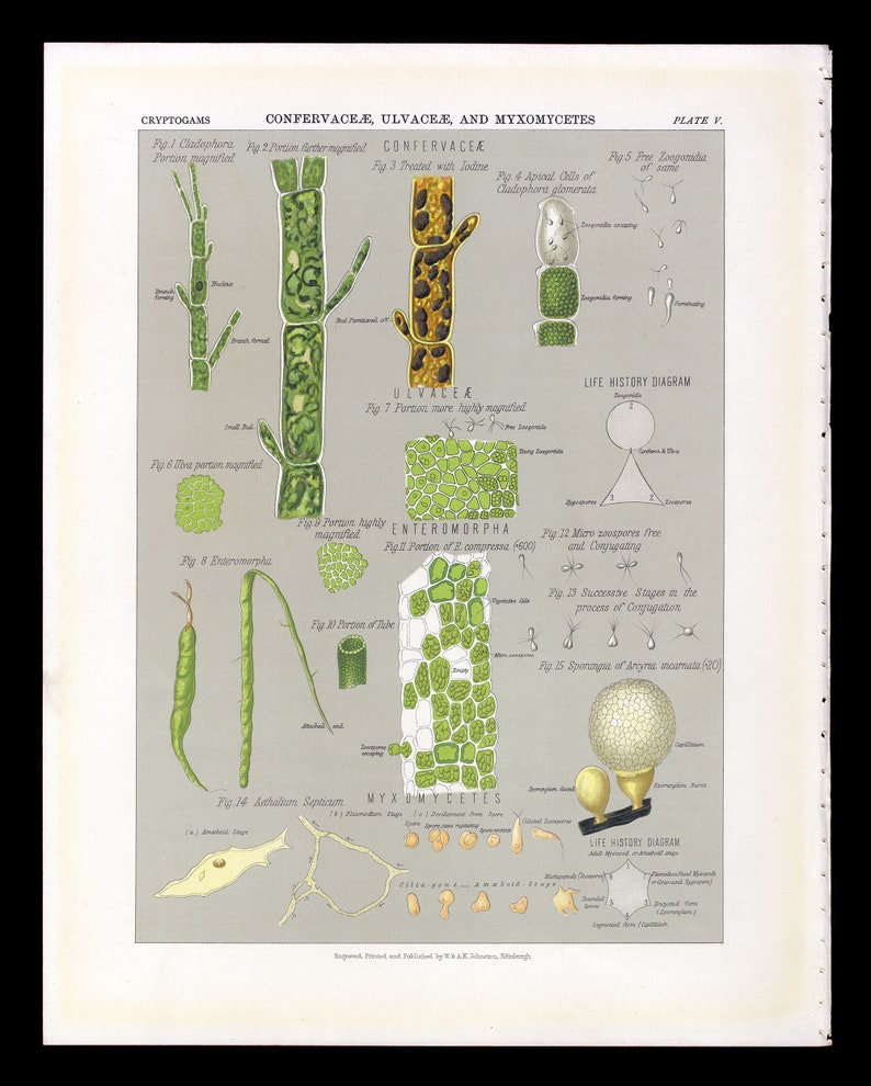 1883 Green Algae and Seaweeds Lithograph | Marine Plant Life | Vintage ...