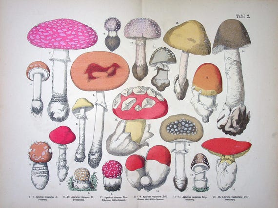 Fungi Print 1885 - Fünfstück | Fly Agaric (Amanita muscaria), Amanita rubescens, Amanita pantherina | Antique Mushrooms Print | hand colored