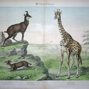 May include: An illustrated print of three different animals: a brown and white chamois, a brown and white gazelle, and a giraffe with a brown and white spotted pattern. The animals are depicted in a natural setting with green grass and trees. The print is titled "Wiederkäuer" which translates to "ruminants" in English.