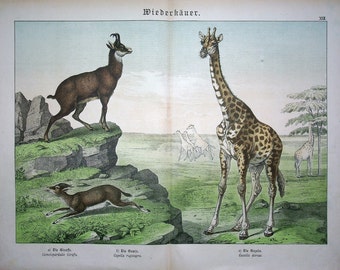 May include: An illustrated print depicting three different animals: a brown and white chamois, a brown and white gazelle, and a giraffe with a brown and white spotted pattern. The animals are shown in a natural setting with green grass and trees. The print is titled "Wiederkäuer", which translates to "ruminants" in English.