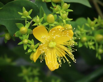 ECHTES JOHANNISKRAUT Hypericum perforatum Samen. Heilpflanze Pflanze 2019