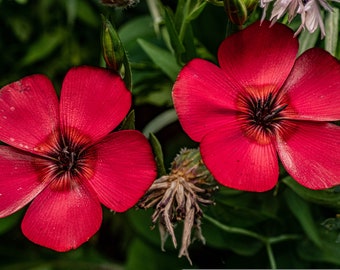 Red flax (Linum rubrum grandiflorum) seeds. Splendid, red flax