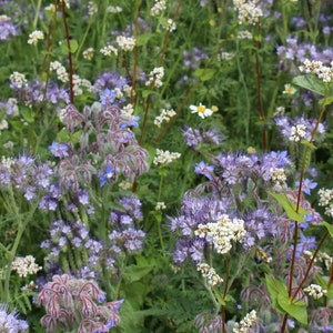 ORIGINAL VEITSHÖCHHEIMER BIENENWEIDE Blumenwiese Wildblumen Samen. Mehrjährige Bienenweide. Bild 3