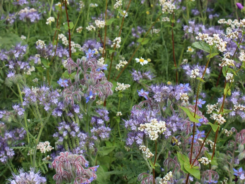 ORIGINAL VEITSHÖCHHEIMER BIENENWEIDE Blumenwiese Wildblumen Samen. Mehrjährige Bienenweide. Bild 3