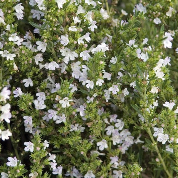 SOMMER BOHNENKRAUT (Satureja hortensis) Samen. Heilpflanze, Küchenkräuter.