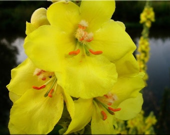 Großblütige Königskerze (Verbascum thapsiforme) Samen. Heilpflanze aus dem Klostergarten.