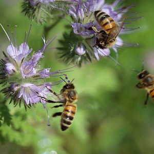 ORIGINAL VEITSHÖCHHEIMER BIENENWEIDE Blumenwiese Wildblumen Samen. Mehrjährige Bienenweide. Bild 4