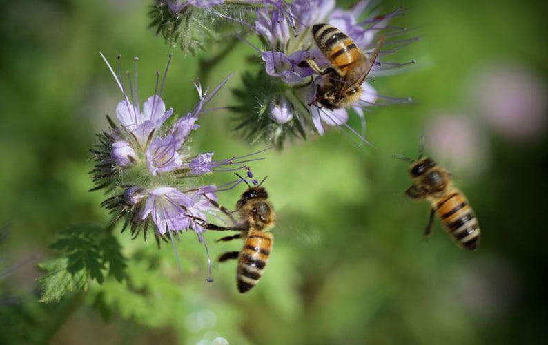 ORIGINAL VEITSHÖCHHEIMER BIENENWEIDE Blumenwiese Wildblumen Samen. Mehrjährige Bienenweide. Bild 4