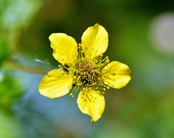 ECHTE NELKENWURZ (Geum urbanum) Samen. Heilpflanze aus dem Klostergarten.