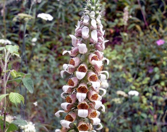 WOLLIGER FINGERHUT (Digitalis lanata) Samen. Heilpflanze