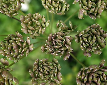 ANIS (Pimpinella anisum) Samen. Heilpflanze aus dem Klostergarten.