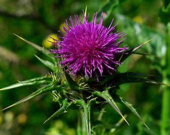 MARIENDISTEL (Silybum marianum) Samen. Heilpflanze aus dem Klostergarten.