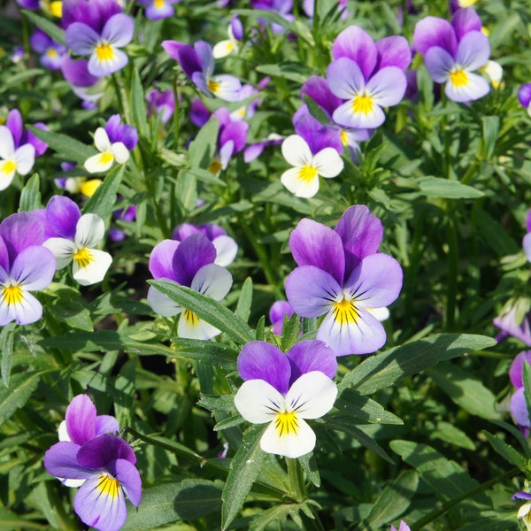 WILDES STIEFMÜTTERCHEN (Viola tricolor) Samen. Zier, Heil- und Arzneipflanze.