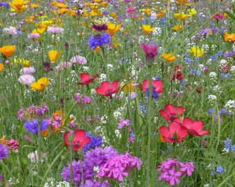 Schmetterling Blumenwiesen Mix 'bis zu 35 Arten / Sorten'. Der Hit unter den Wildblumenmischungen! Schmetterlings & Bienenmagnet