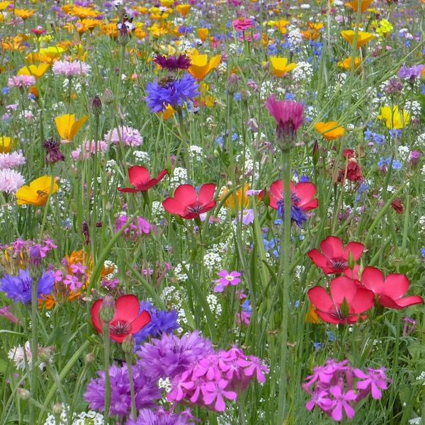 Schmetterling Blumenwiesen Mix 'bis zu 35 Arten / Sorten'. Der Hit unter den Wildblumenmischungen! Schmetterlings & Bienenmagnet