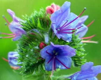 Gewöhnlicher Natternkopf (Echium vulgare) Samen. Schmetterlinge und Bienen lieben ihn !