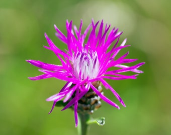 RISPEN FLOCKENBLUME (Centaurea stoebe) Samen. Heilpflanze aus dem Klostergarten.