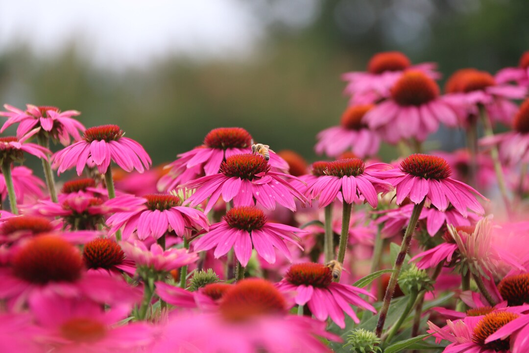 Starhorse Echinacea Für Pferde – Roter Sonnenhut Zur Unterstützung Des Immunsystems, 750 G Eimer | Für Training, Senioren & Allgemeine Stärkung