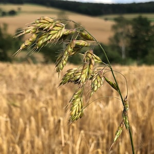 Roggen Trespe (Bromus secalinus) Samen. Dorp , Dorst, Drespe, Ackerwildgras.
