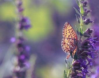 YSOP Hyssopus officinalis Samen. Heil- und Gewürzkraut gegen Husten.