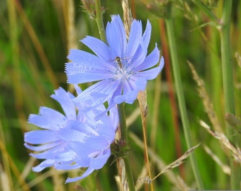 Gemeine Wegwarte (Cichorium intybus) 'WILDFORM' Samen. Heilpflanze 2020