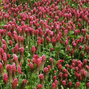 Inkarnatklee (Trifolium incarnatum) Samen. Blutklee, Rosenklee, italienischer Klee, Bienen & Hummelweide, Schmetterlinge, Insektenmagnet