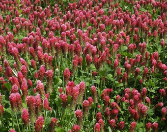 Inkarnatklee (Trifolium incarnatum) Samen. Blutklee, Rosenklee, italienischer Klee, Bienen & Hummelweide, Schmetterlinge, Insektenmagnet