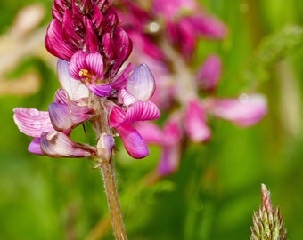 Esparsette (Onabrychis viciifolia). Klee, Wildblume
