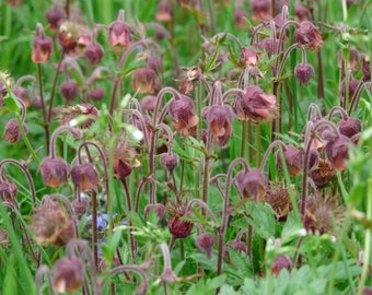 BACH NELKENWURZ (Geum rivale) Samen. Bachbenedikt, Blutströpfchen...