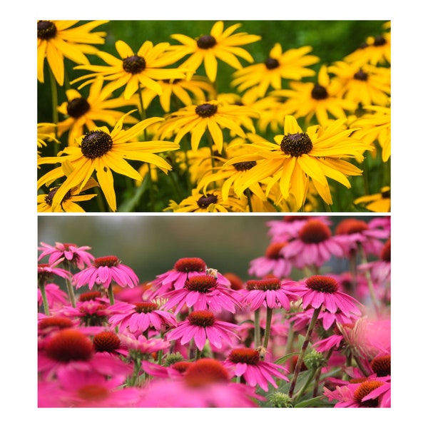 ROTER + GELBER SONNENHUT (Echinacea purpurea + Rudbeckia hirta) Samen Mix. Heilpflanze aus dem Klostergarten.