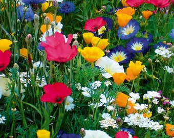 Blüten Blumenwiesen Mix. Bis zu 40 Arten /Sorten