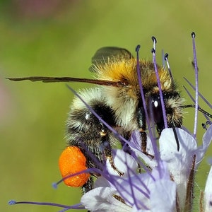 ORIGINAL VEITSHÖCHHEIMER BIENENWEIDE Blumenwiese Wildblumen Samen. Mehrjährige Bienenweide. Bild 6